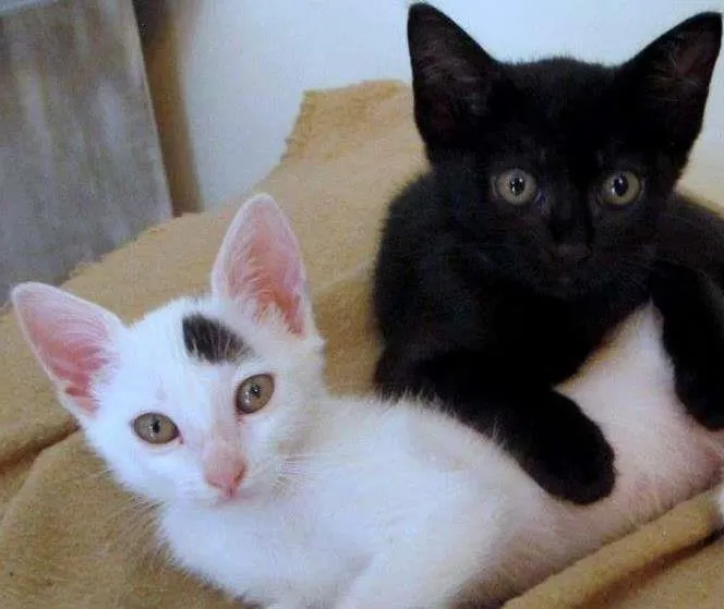 Gato ra a SRD idade 2 a 6 meses nome Mocega4 e Virgula