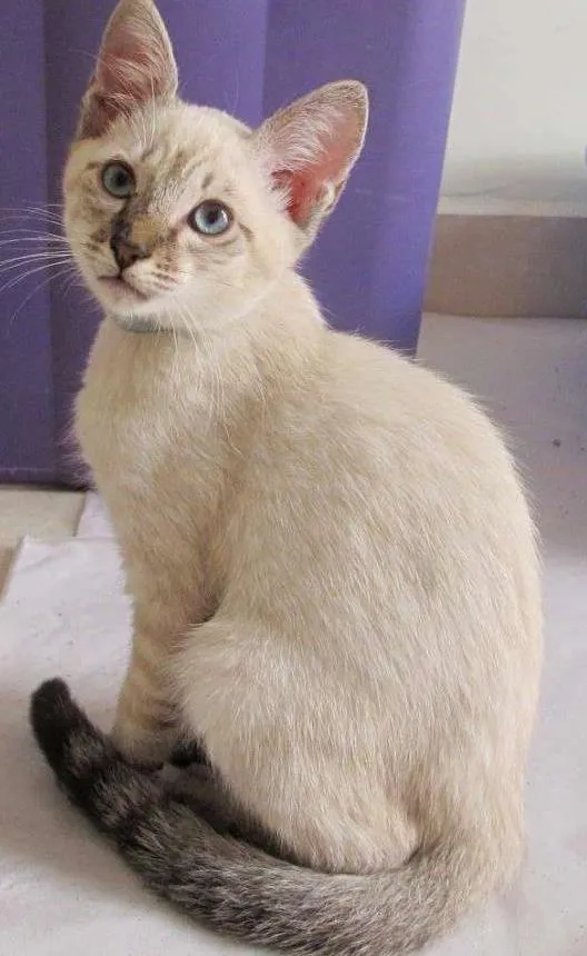 Gato ra a SRD idade 2 a 6 meses nome Eros