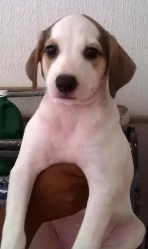 Cachorro raça SRD idade 2 a 6 meses nome LULY