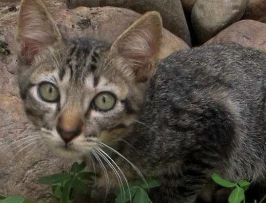 Gato ra a SRD idade 2 a 6 meses nome Otto
