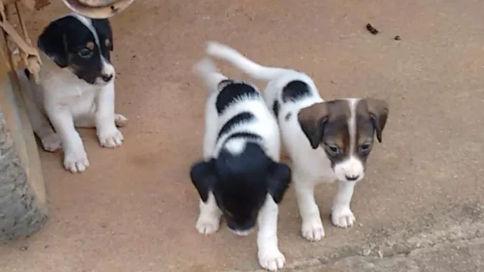 Cachorro raça Mestiço(vira-lata) idade Abaixo de 2 meses nome Ainda não tem nome. 