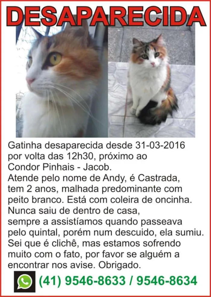 Gato ra a SRD idade 2 anos nome Andy