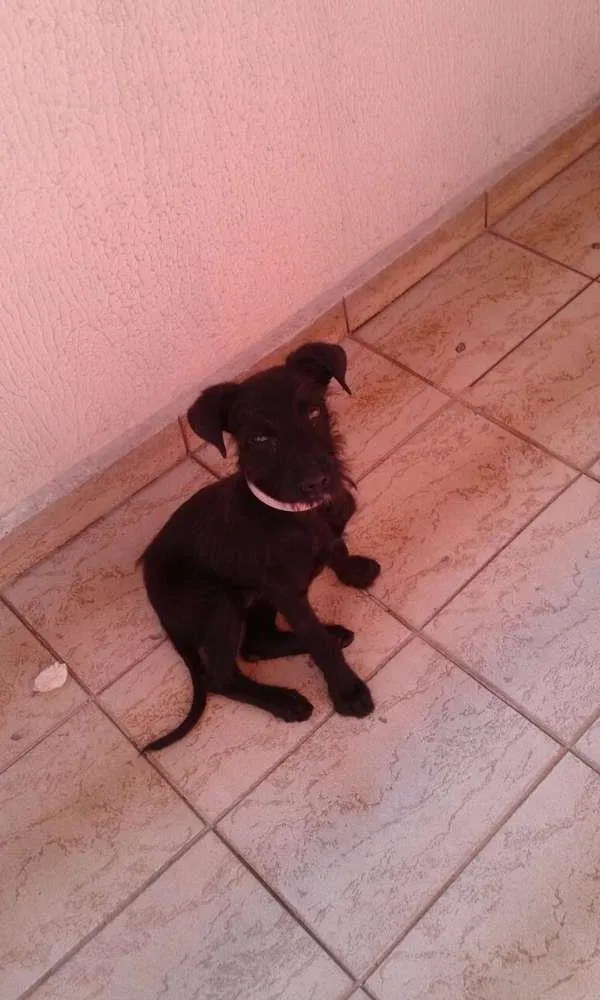 Cachorro ra a SRD idade 2 a 6 meses nome Lara 