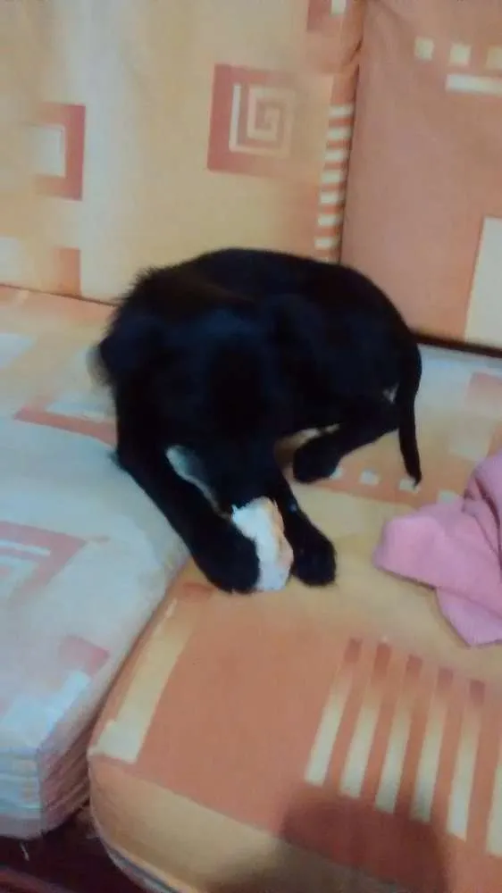 Cachorro ra a SRD idade 2 a 6 meses nome Lara 