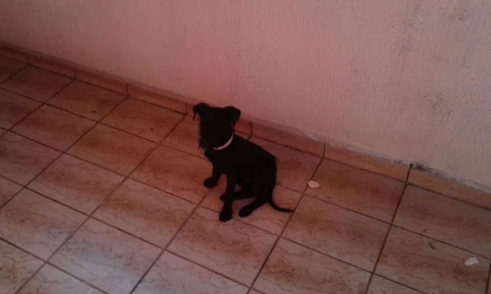 Cachorro ra a SRD idade 2 a 6 meses nome Lara 