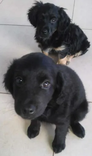 Cachorro raça  idade 2 a 6 meses nome sem nome