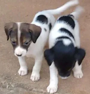 Cachorro raça Mestiço(vira-lata) idade Abaixo de 2 meses nome Ainda não tem nome. 