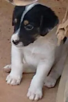 Cachorro raça Mestiço(vira-lata) idade Abaixo de 2 meses nome Ainda não tem nome. 