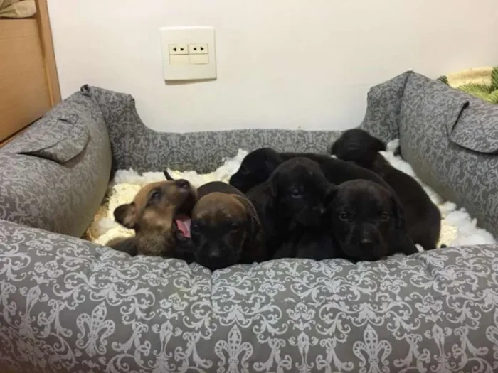 Cachorro ra a SRD idade Abaixo de 2 meses nome Shery