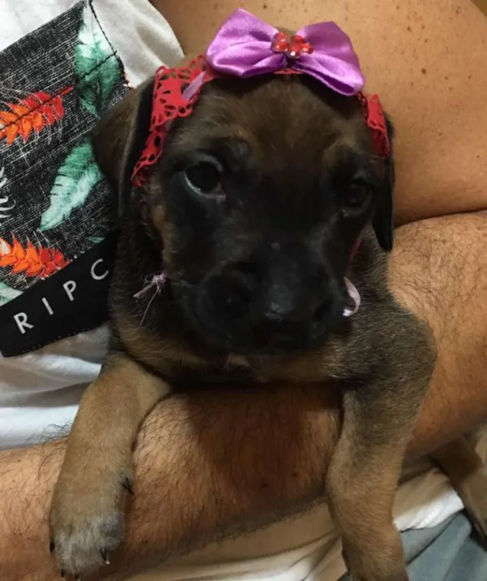 Cachorro ra a SRD idade Abaixo de 2 meses nome Shery