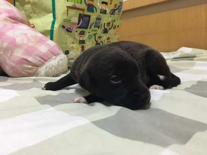 Cachorro ra a SRD idade Abaixo de 2 meses nome Shery