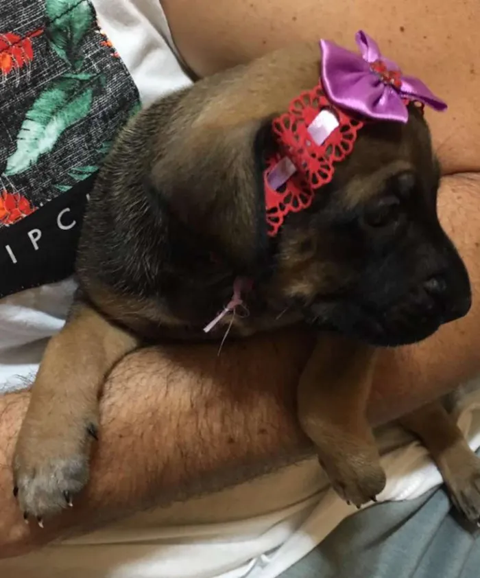 Cachorro ra a SRD idade Abaixo de 2 meses nome Shery