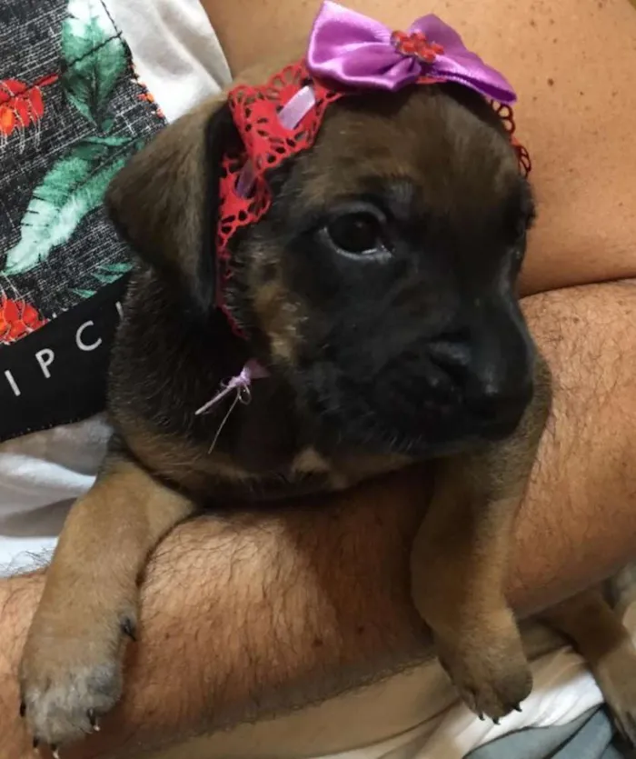 Cachorro ra a SRD idade Abaixo de 2 meses nome Shery
