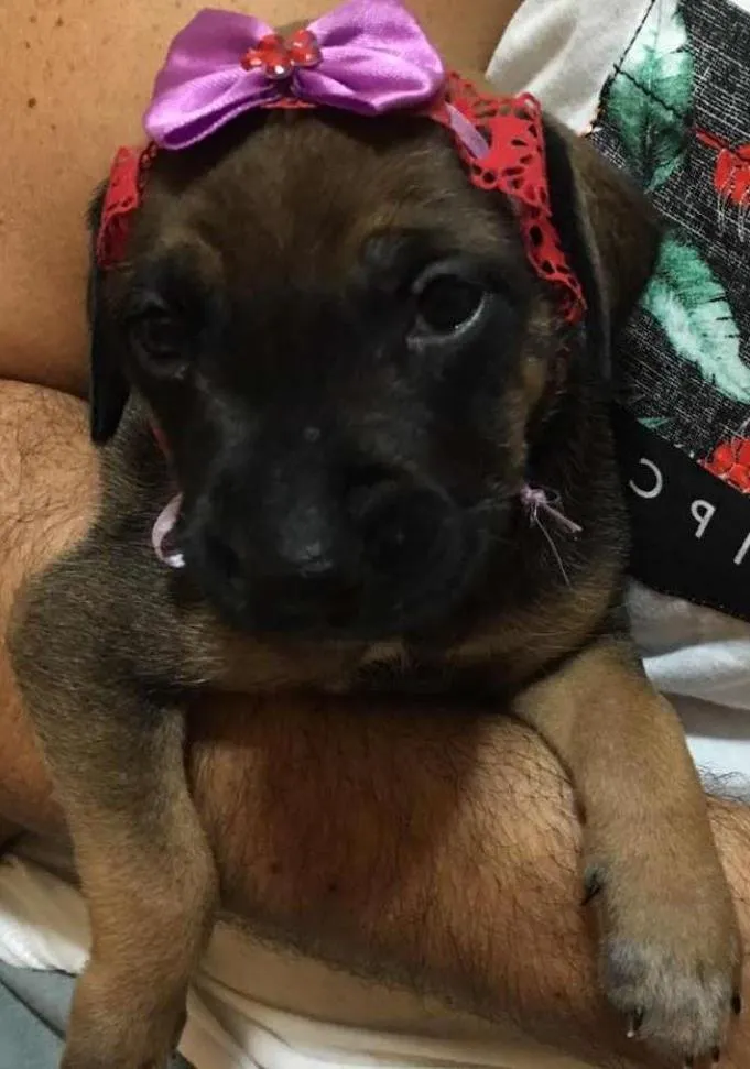 Cachorro ra a SRD idade Abaixo de 2 meses nome Shery
