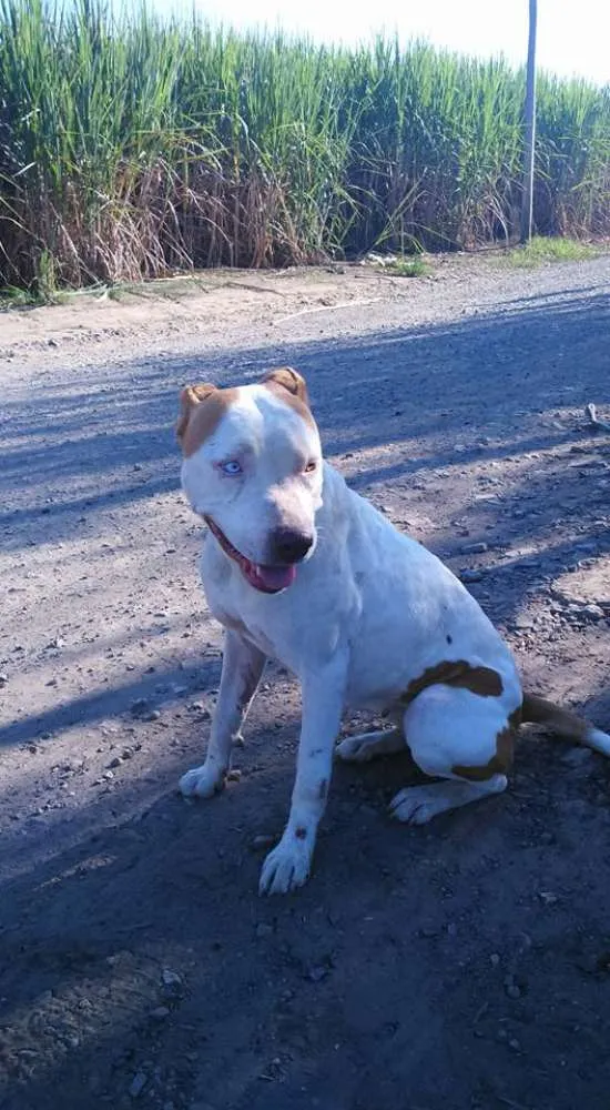 Cachorro ra a Pit Bull Mestiça idade 2 anos nome Sem Nome