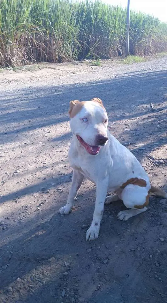 Cachorro ra a Pit Bull Mestiça idade 2 anos nome Sem Nome