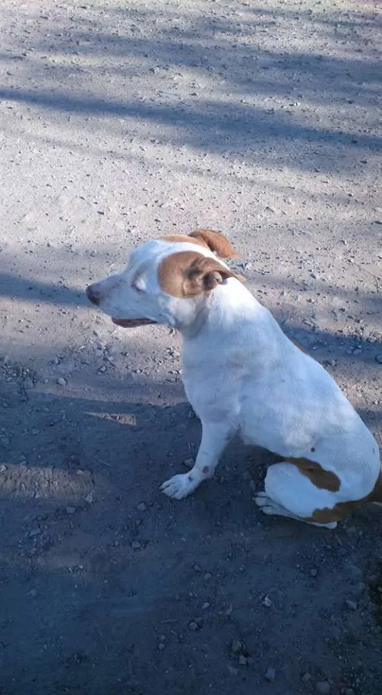 Cachorro ra a Pit Bull Mestiça idade 2 anos nome Sem Nome