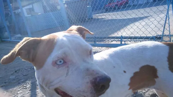 Cachorro ra a Pit Bull Mestiça idade 2 anos nome Sem Nome