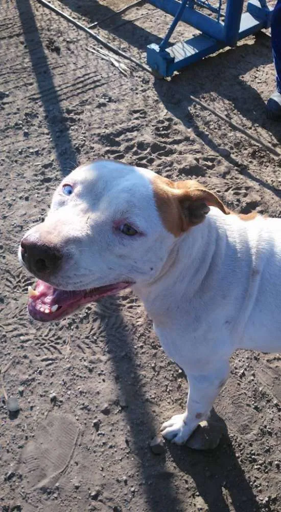 Cachorro ra a Pit Bull Mestiça idade 2 anos nome Sem Nome