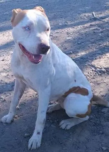 Cachorro ra a Pit Bull Mestiça idade 2 anos nome Sem Nome
