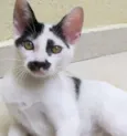 Chaplin