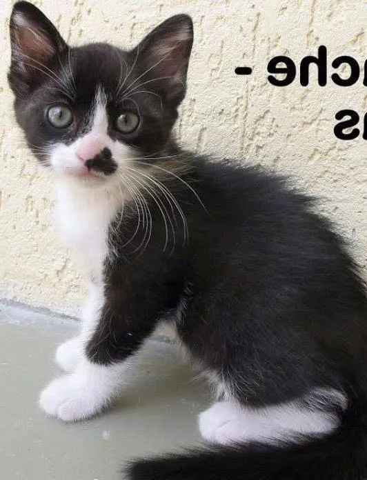 Gato ra a SRD idade Abaixo de 2 meses nome Mustache