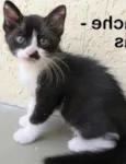 Mustache