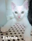 Estrela