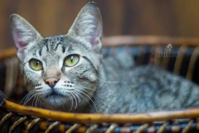 Gato ra a SRD idade 2 a 6 meses nome leka