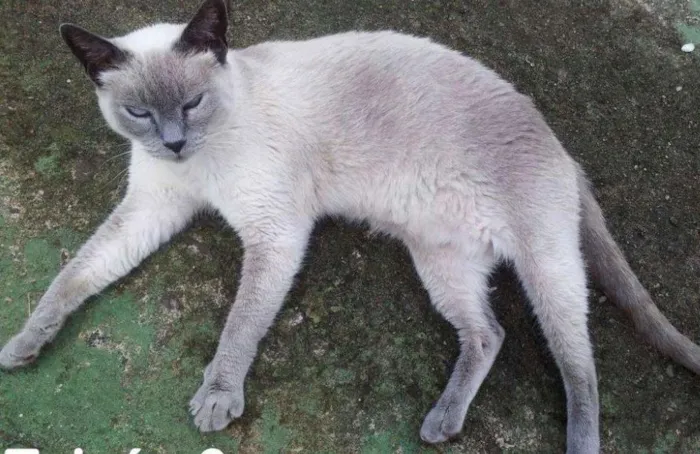 Gato ra a SRD idade 2 a 6 meses nome Taina