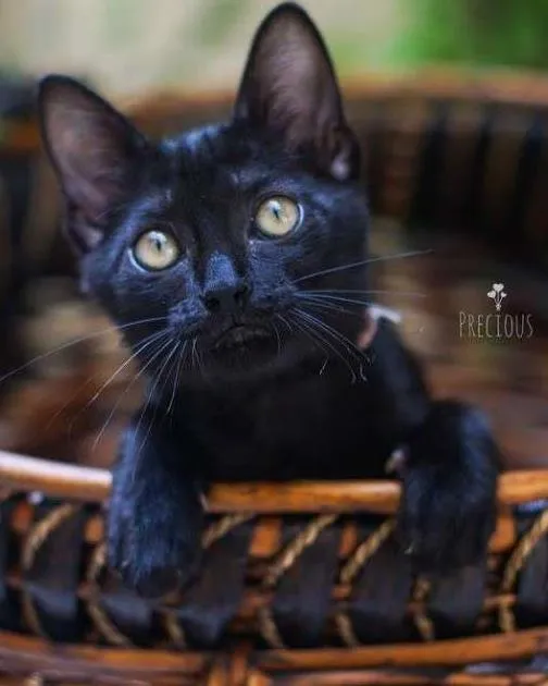 Gato ra a SRD idade 2 a 6 meses nome Morcega1