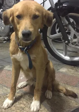 Cachorro raça Indefinida idade  nome Marley 