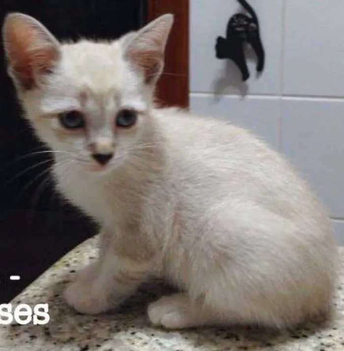 Gato ra a SRD idade 2 a 6 meses nome hans