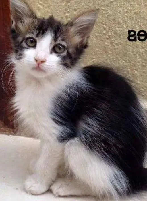 Gato ra a SRD idade 2 a 6 meses nome Paco