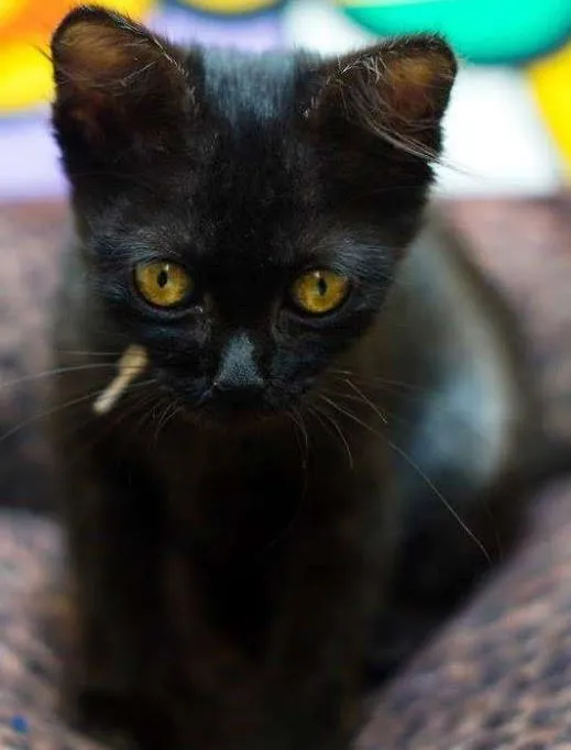 Gato ra a SRD idade 2 a 6 meses nome Brigitte