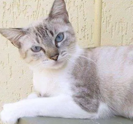 Gato ra a SRD idade 7 a 11 meses nome Megan