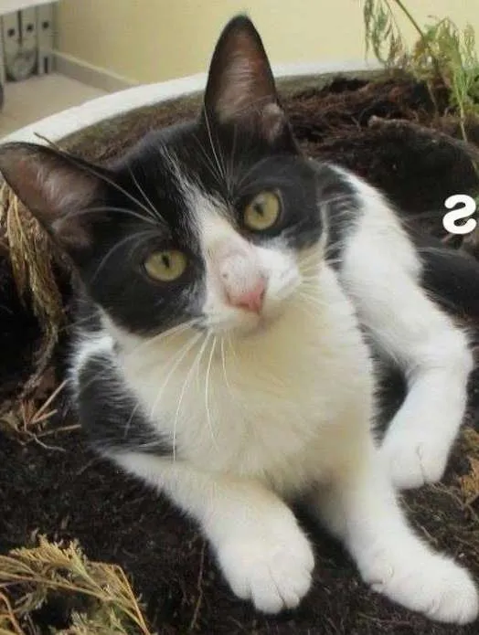 Gato ra a SRD idade 2 a 6 meses nome Liz