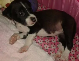 Cachorro raça SRD idade 2 a 6 meses nome * NINA *