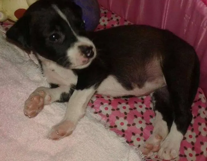 Cachorro ra a SRD idade 2 a 6 meses nome * NINA *