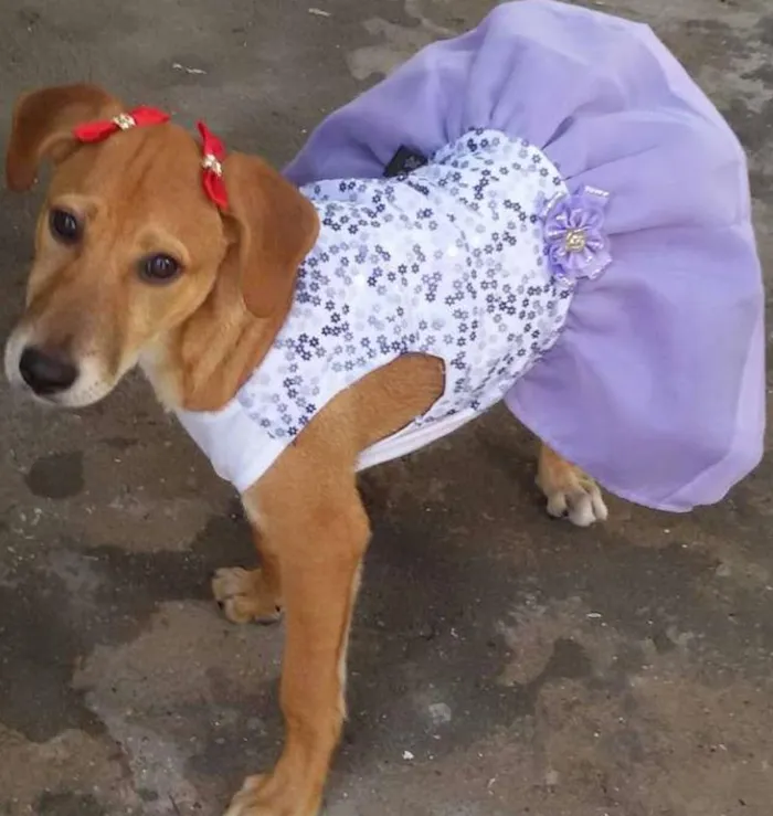 Cachorro ra a SRD idade 2 a 6 meses nome * LUNA * 