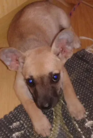 Cachorro raça viralata mistura pastor belga idade 2 a 6 meses nome Frida