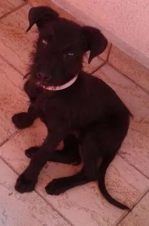 Cachorro ra a SRD idade 2 a 6 meses nome Lara 