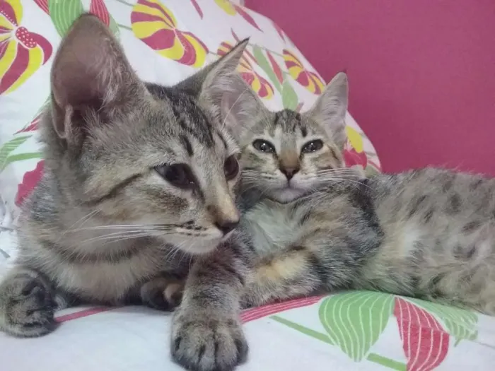 Gato raça  idade 2 a 6 meses nome Sem nome