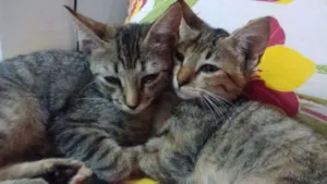 Gato raça  idade 2 a 6 meses nome Sem nome