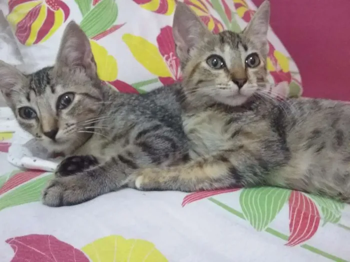 Gato raça  idade 2 a 6 meses nome Sem nome