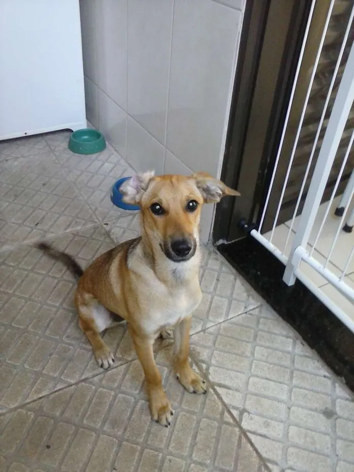 Cachorro ra a SRD idade 2 a 6 meses nome Simba