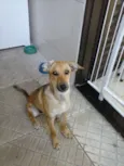 Simba
