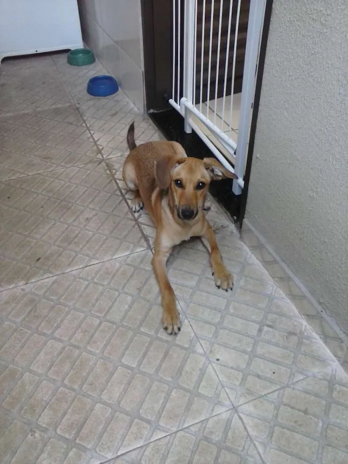 Cachorro ra a SRD idade 2 a 6 meses nome Simba