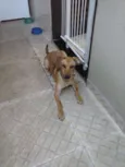 Simba