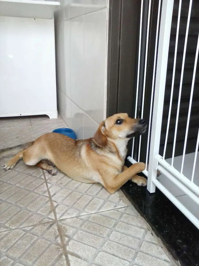 Cachorro ra a SRD idade 2 a 6 meses nome Simba